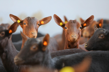 Qobustan Heyvandarlıq Nümayiş Kompleksində ölkəyə ilk dəfə gətirilən xarici cins “Murciana” keçilərinin satışına başlanılıb