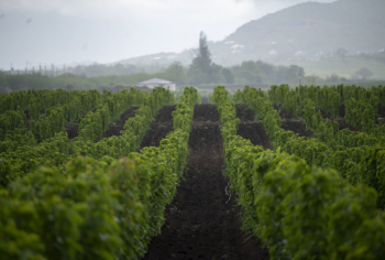 Nazir Məcnun Məmmədov Qarabağda təsərrüfatlara baş çəkib, fermerlərlə görüşüb