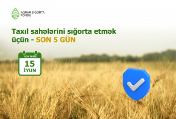 Yazlıq taxıl sahələrinin sığortalanması müddəti iyunun 15-də başa çatır