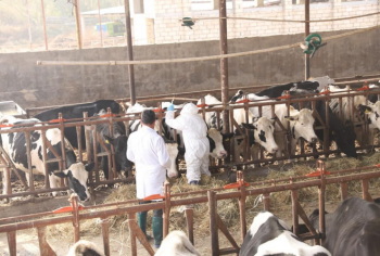 Aqrar Xidmətlər Agentliyi dabaq xəstəliyinin ölkəmiz üçün xarakterik olmayan SAT-1 serotipinə qarşı tədbirlərə başlayıb