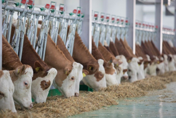 Qobustan Heyvandarlıq Nümayiş Kompleksində xarici cins Simmental inəklərinin satışına başlanılıb  