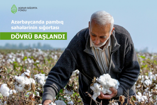 Azərbaycanda pambıq sahələrinin sığortalanmasına başlanılıb